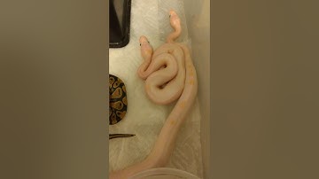 How to set up baby ball pythons