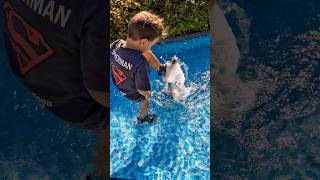 Eyvah Ömer Süs Havuzuna Girdi Şfet