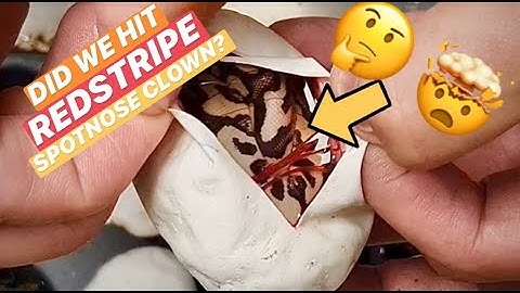 Our first video!!! Egg cutting spotnose redstripe het clown x lesser het clown