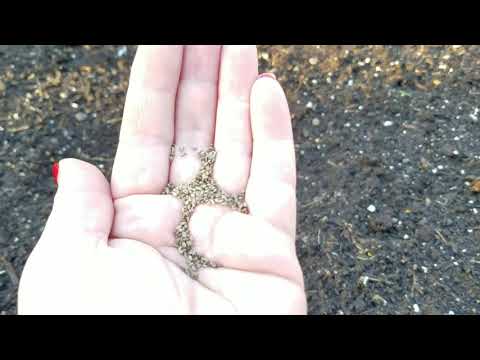 Видео: Как сажать семена петрушки