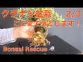 救出 ! 2/3 くちなし盆栽・ 土を落とす (プロの落とし方)
