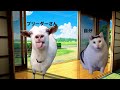 【猫ミーム】結婚できない39歳、犬を飼う。
