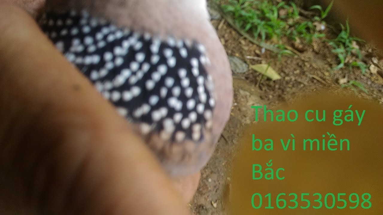 chim cu gáy hay miền bắc cườm đẹp cơ sở bán giống các loại 01635305982