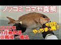 【今日もやっちまっ鯛】放流真鯛か！？ノッコミ・コマセ真鯛釣り 2022年3月最終週 @剱崎（剣崎） 一義丸