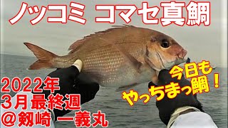 【今日もやっちまっ鯛】放流真鯛か！？ノッコミ・コマセ真鯛釣り 2022年3月最終週 @剱崎（剣崎） 一義丸