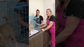 Brookside Bytes - Episode #2 - Puppy Crate Training 101 with Dr. Wendy
