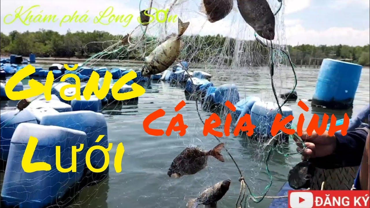Giăng lưới cá rìa kình ll Khám phá Long Sơn #46