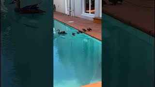 Мама выгуливает деток🥰 #утки #бассейн #животные #duck #animals