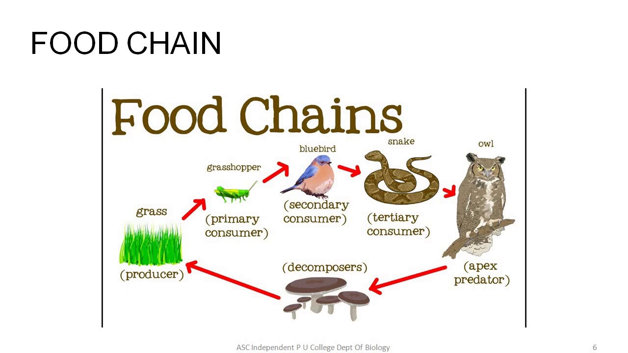 ECOSYSTEM ENERGY FLOW AND FOOD CHAIN YouTube