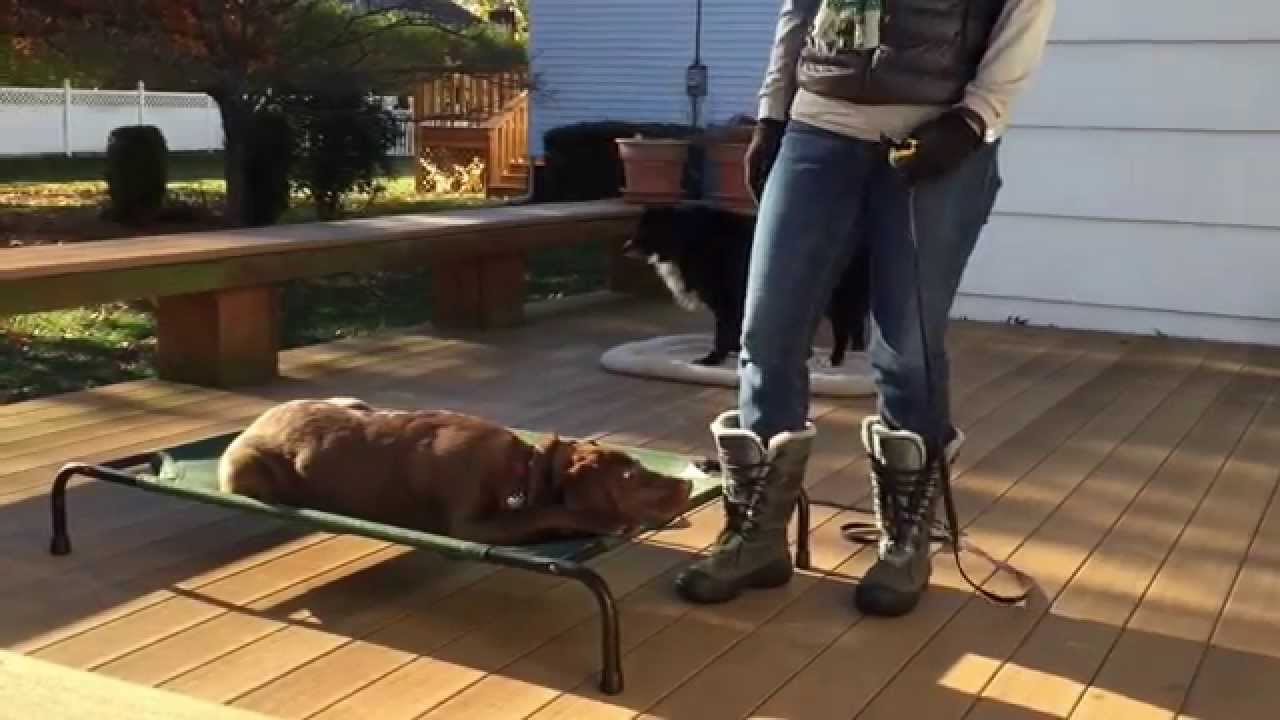 Chocolate labrador puppy is obedience trained during a ...