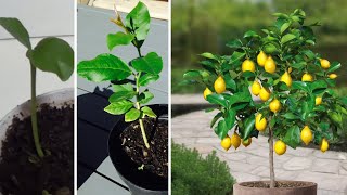كيفية زراعة بذور الليمون في المنزل