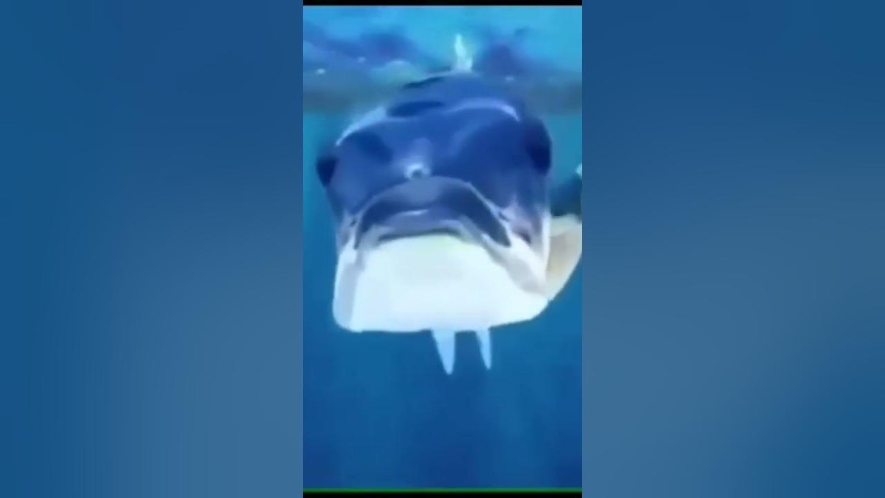 mamaguevo digo glu glu glu YouTube mamaguevo digo glu glu glu YouTube