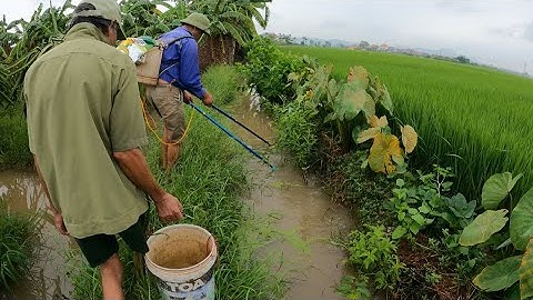 Kích Cá Ngày Mưa Lũ Bắt Cá Lóc, Cá Rô Đồng Lên Theo Nước Mới Trên Mương Đồng Ngập Nước