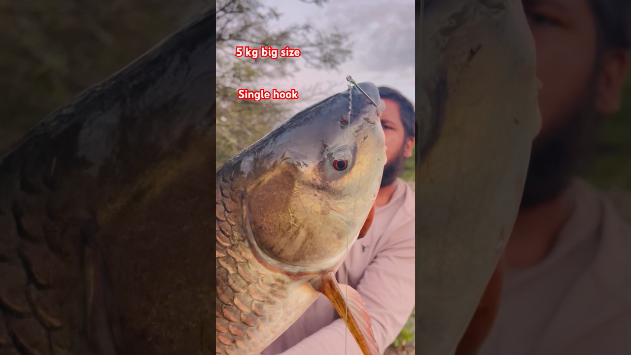 Single hook fishing techniques | #shorts #fishing #singlehookfishing #fishingvideo #fish