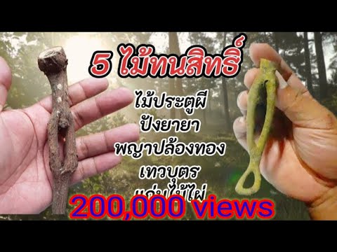 วีดีโอ: วิธีตัดแต่งต้นแคนตาลูป – คุณควรตัดเถาวัลย์แคนตาลูป