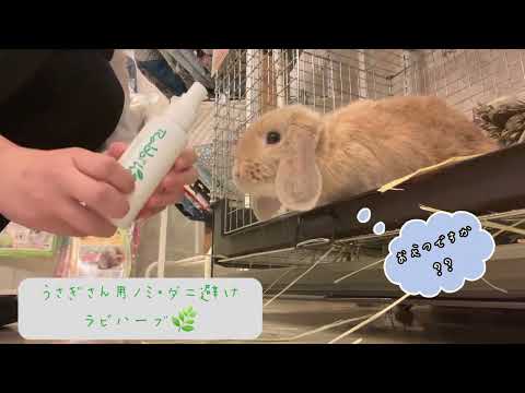 ウサギの耳ダニ対策｜症状・治療法から予防まで完全ガイド