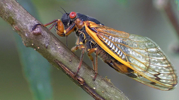 Periodical Cicadas Overrun the Forest | Planet Earth | BBC Earth - DayDayNews