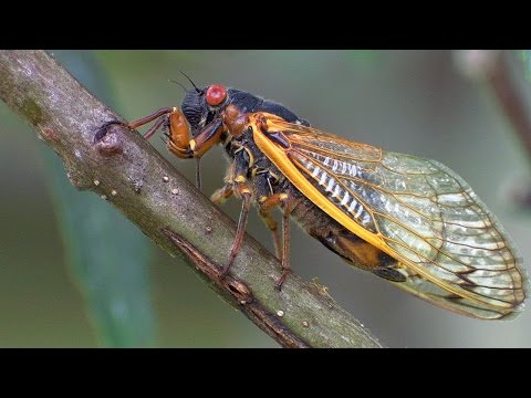 Video: Periodische Zikaden-Informationen: Beschädigen Zikaden Pflanzen im Garten