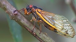17 Year Periodical Cicadas | Planet Earth | BBC Earth