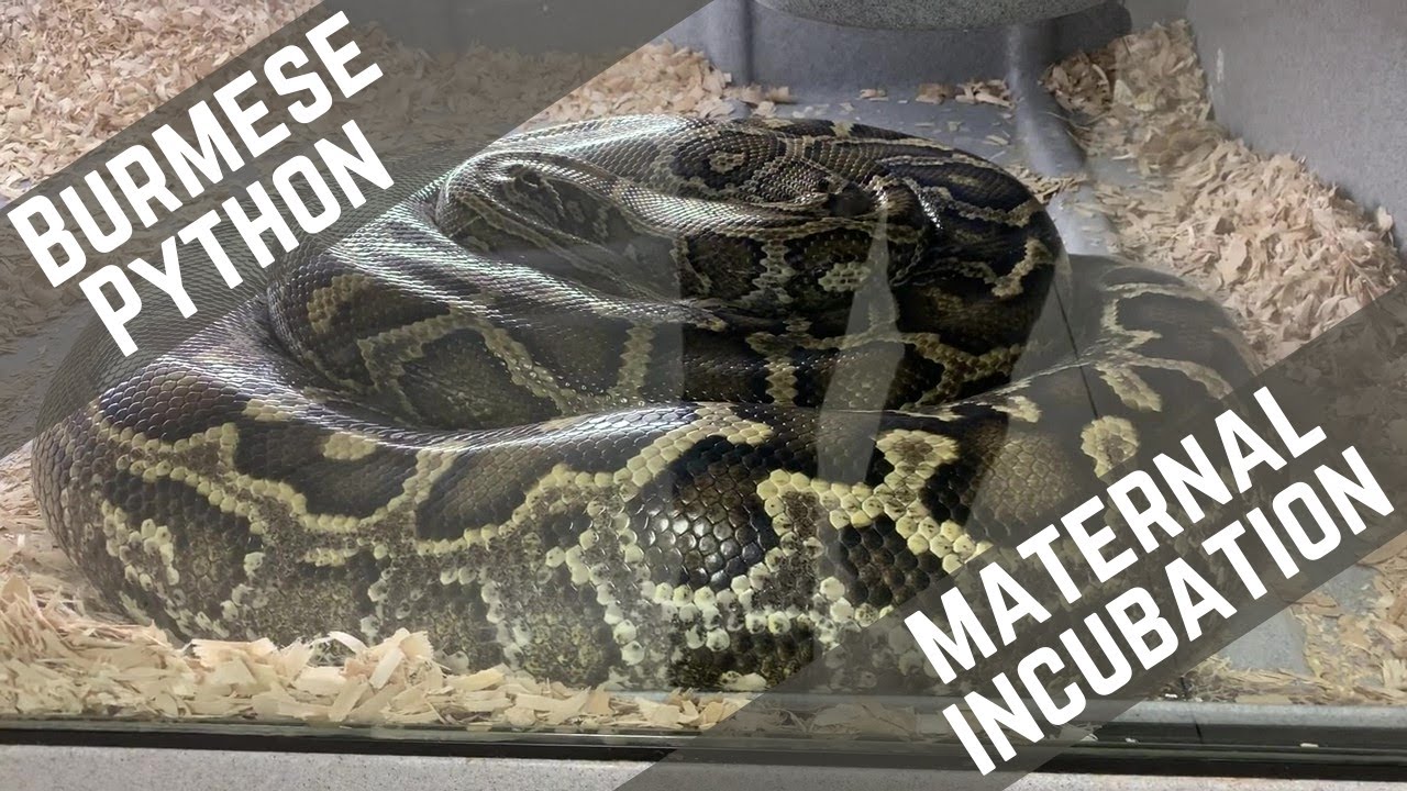 BURMESE PYTHON INCUBATING HER EGGS - YouTube