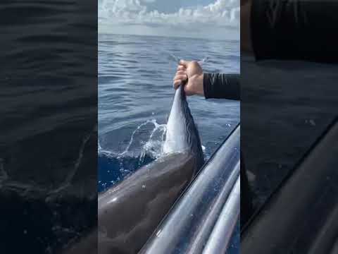Hand Feeding GIANT