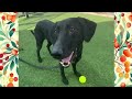 MEET FENNEL AT KC PET PROJECT MEET FENNEL AT KC PET PROJECT