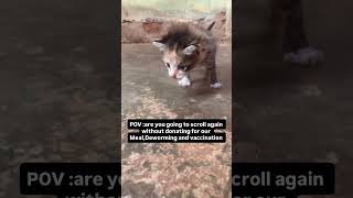 Don't scroll please #animallovers #catlovers #petlovers #help #saveanimals #rescuepets #cats #cat
