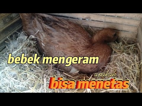 Cara Bebek Mengerami Telurnya