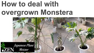 How to deal with overgrown Monstera  two professional methods by Japanese Plant Meister