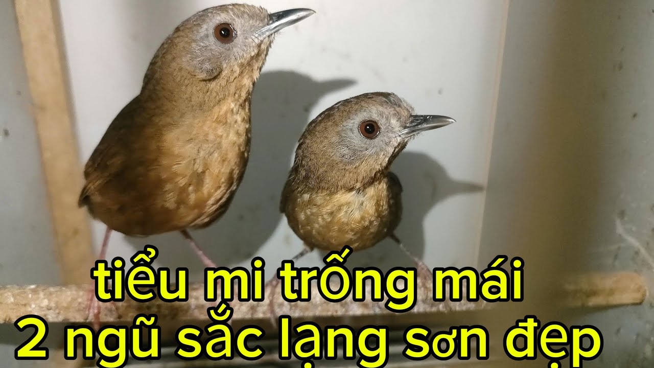 2/3 Về Tiểu Mi Lạng Sơn và 2 Ngũ Sắc Đẹp.Ae lh sdt Zalo 0984234990