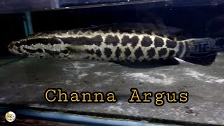 Channa Argus #GabusUtara