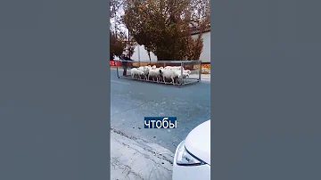 Житель Киргизии придумал необычный способ выпаса овец,
