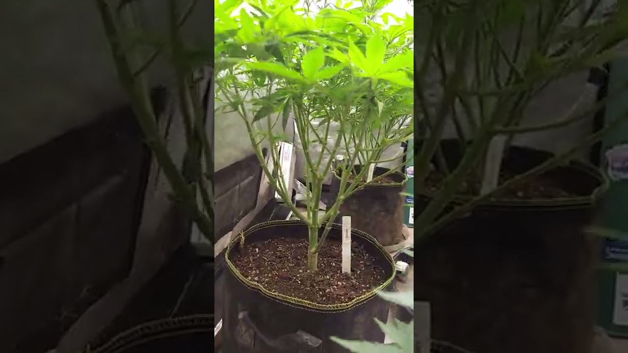 ‪@educationwiththegrowboss6586‬