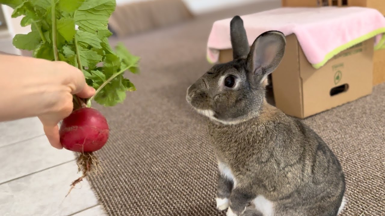Bad Day? This Rabbit Will FIX IT! (Made My Day) 🐰😀
