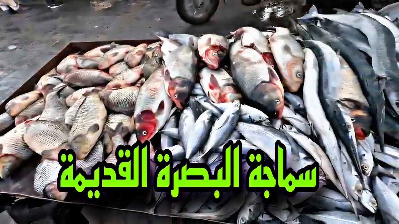 سوق البصرة القديمة سماجة البصرة مع الأسعار #أحمد_مهدي 