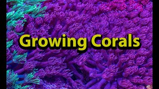 Growing Salt Water Corals
