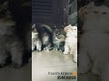 Cuties searching new home