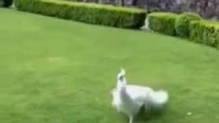 Allahin Mocuzevi Gozelliyi