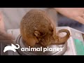 O cuidado para uma gambá-de-cauda-anelada órfã | A Família Irwin | Animal Planet Brasil