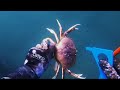 Freedive for dungeness crab catch and cook