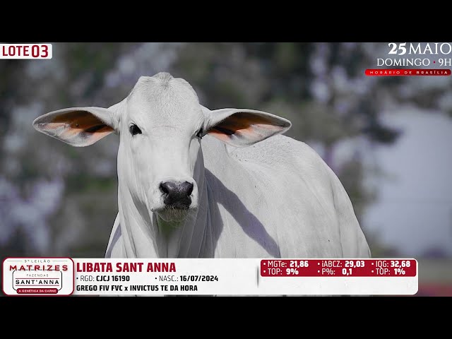 LOTE 03   CJCJ 16190