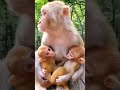 Own mother of beautiful twins.. twins baby monkey. macaco. macaque. baby monkey. monkey baby. monkey