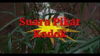 SUARA PIKAT KODOK, Kodok dijamin mendekat