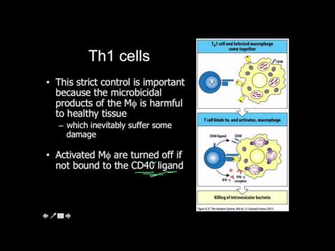 Video: Effekt Av Probiotika På Patogenoverlevelse I En Innovativ Humant Plasma Biofilm Modell (hp BIOM)