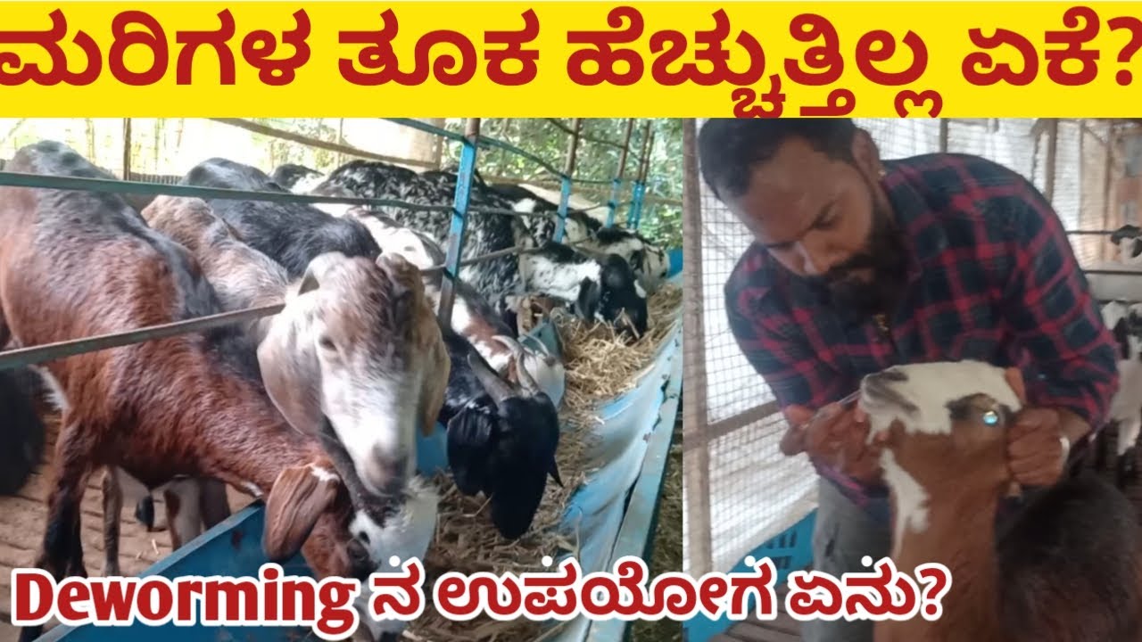 ಮೇಕೆ ಮತ್ತು ಕುರಿಗಳಿಗೆ ಜಂತು ನಾಶಕ ಹೇಗೆ ಕೊಡಬೇಕು / Deworming ಮಾಡುವ ವಿಧಾನ/