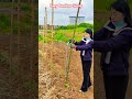 Fast Bamboo Support Installation Tool for Farmers#farming #agriculture