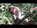 Animal Zone : Funny Baby Monkey / Why Baby monkey Try to Like this.