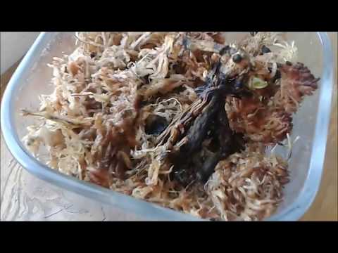 ორქიდეომანია # ორქიდეას შვილკო ფესვებიდან