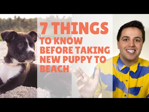 ვიდეო: დაშვებულია ძაღლები ოკეანის ხედით სანაპიროზე?