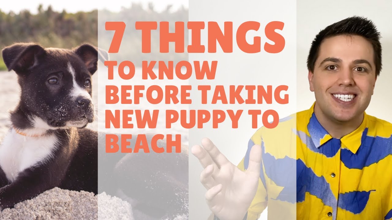 Puppy Beach Trip The 7 Things You Need To Know [First Dog Beach Trip]